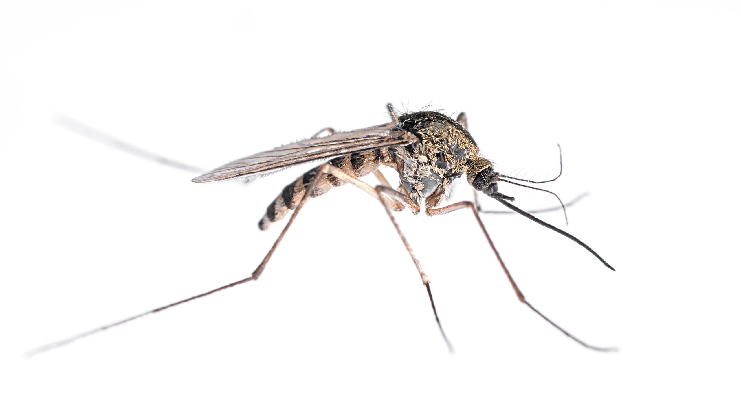 Macro photograph of a mosquito isolated on a white background, highlighting the insect’s detailed anatomy including its proboscis, wings, and legs. Ideal for mosquito control, vector awareness, pest prevention, and entomology-related content. This sharp, close-up image is perfect for illustrating the importance of mosquito identification and prevention in public health and residential pest management.